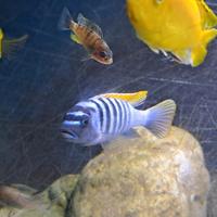 Ciclide Metriaclima Prsonotos