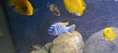 Ciclide Metriaclima Prsonotos