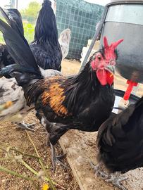 Gallo e Gallina Cornuta Siciliana