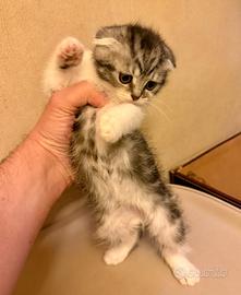 Scottish fold & straight