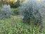 Immagine 13