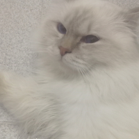 Sacro di Birmania per accoppiamento