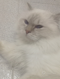 Sacro di Birmania per accoppiamento