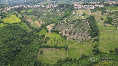 Terreno agricolo con Uliveto