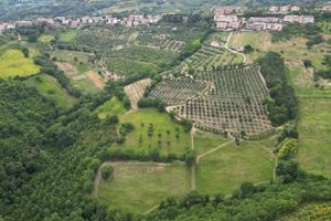 Terreno agricolo con Uliveto