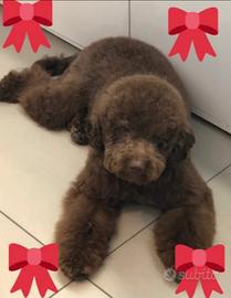 Cuccioli Lagotto Romagnolo pedigree Roy