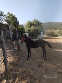 Puledra quarter
