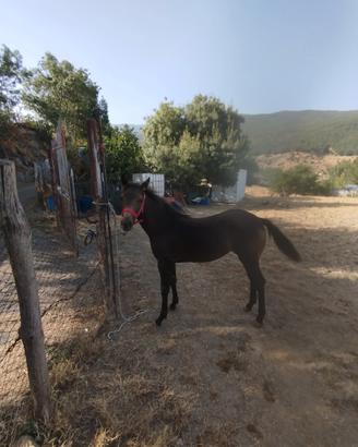 Puledra quarter