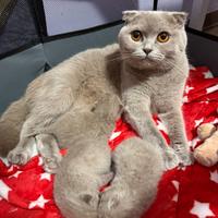 Gattini British