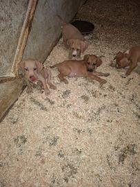 Cuccioli di segugio maremmano