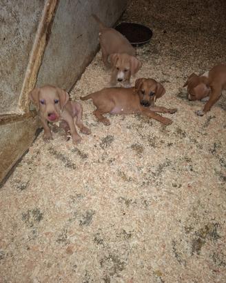 Cuccioli di segugio maremmano