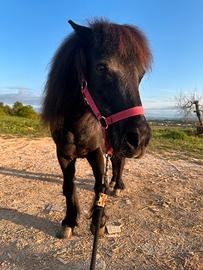 Pony ideale per compagnia