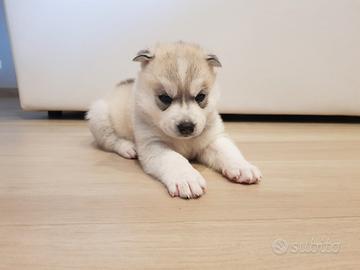 Siberian husky con pedigree Enci