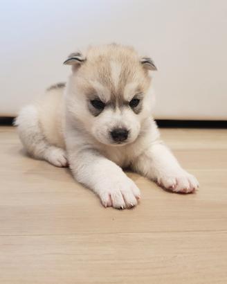Siberian husky con pedigree Enci