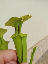 Pianta carnivora Sarracenia flava var rugelii