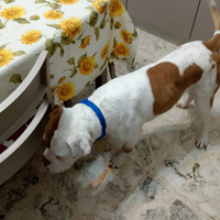 Cane di razza di 2 anni a Benevento, Ceppaloni