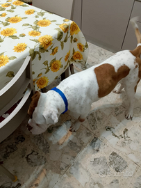 Cane di razza di 2 anni a Benevento, Ceppaloni