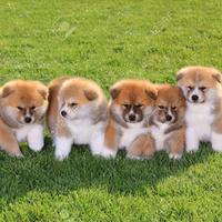 SHIBA INU CUCCIOLI giapponesi