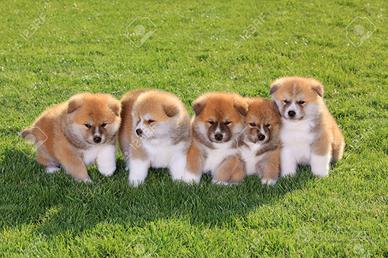 SHIBA INU CUCCIOLI giapponesi