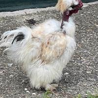 Galletto Charlie collo nudo showgirl