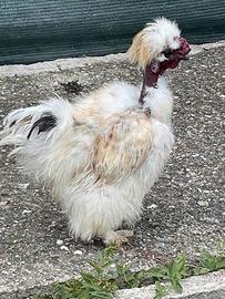 Galletto Charlie collo nudo showgirl