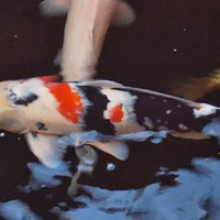 Carpa koi showa