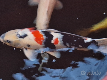 Carpa koi showa