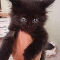 Maine Coon Back in Black want my babe back