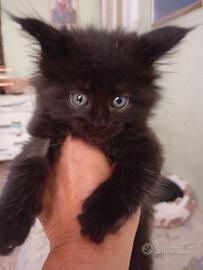 Maine Coon Back in Black want my babe back