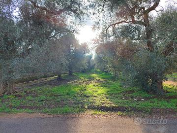 Zona torretta edificabile mq 8158 trattabile