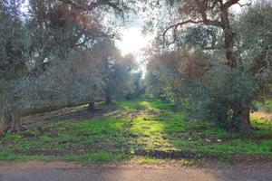 Zona torretta edificabile mq 8158 trattabile