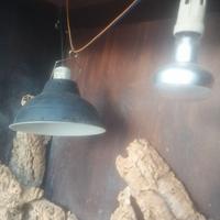 Teca per rettili