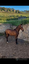 Cavallo Puledro maschio PRE