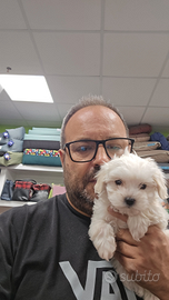 Maltese toy