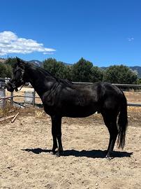 Cavallo