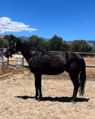 Cavallo