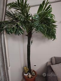 palma  da arredamento 