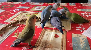 Inseparabili Roseicollis