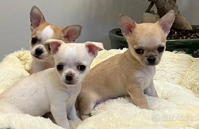 Cuccioli di chihuahua Toy