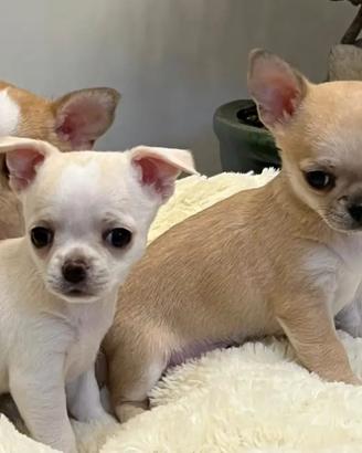Cuccioli di chihuahua Toy