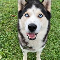 Siberian husky per monta