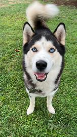 Siberian husky per monta