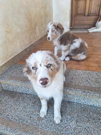 Cuccioli di Pastore Australiano