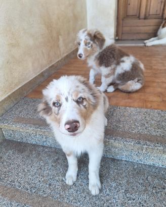 Cuccioli di Pastore Australiano