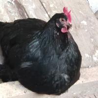 MARANSGalline