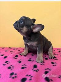 Cuccioli di bulldog francese esotici