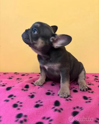 Cuccioli di bulldog francese esotici