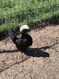 Galline ciuffate