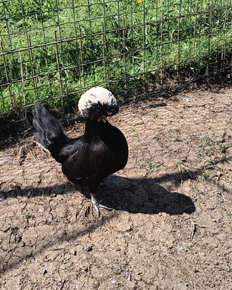 Galline ciuffate
