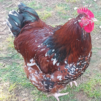 Orpington millefiori. Uova da cova